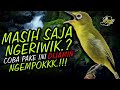 Masteran Kecial Kuning DIJAMIN Ampuh MERUBAH Kecial NGERIWIK Jadi NGEMPOK‼️| PEPADU KECIAL