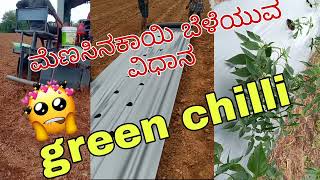 ಮೆಣಸಿನಕಾಯಿ ಬೆಳೆಯುವ ವಿಧಾನ🥰👍 green chilli🌶🌶🌶 agriculture vlog