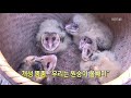 클릭@지구촌 개성 뿜뿜 “우리는 원숭이 올빼미” kbs뉴스 news