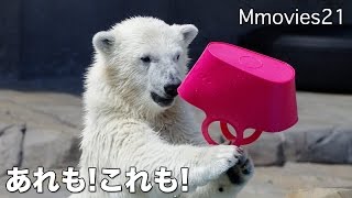 New toy,Polar Bear cub おもちゃも！スイカも！あれもこれも！ホッキョクグマ