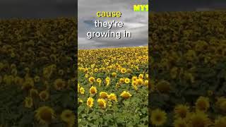 Sunflower Serenity: Let Mysterymantravels Brighten Your Day #mysterymantravels