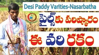 Natural farming | Desi Paddy Varities-Nasarbatha-పైల్స్ కు పరిష్కారం ఈ వరి...