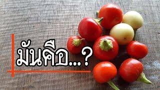 พริกตุ้ม พริกพื้นบ้านของชาวระยอง วิธีเพาะเมล็ดพริก share แชร์