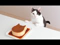 Cat and  Custard Pudding