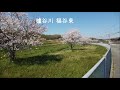 西神中央近辺の桜2020