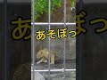 かまってほしいイトちゃん❗ライオン姉妹❗ご覧ください❗旭山動物園❗