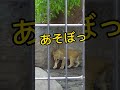 かまってほしいイトちゃん❗ライオン姉妹❗ご覧ください❗旭山動物園❗