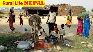 how do poor people make a living in terai region of nepal || real life nepal || countryside life