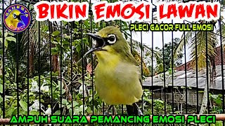 Pleci gacor Bikin Emosi Lawan, pancingan ampuh Semua Burung Pleci akan cepat emosi #plecibukaparuh