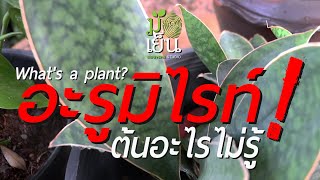 อะรูมิไรท์ ต้นอะไรไม่รู้ What's a plant? EP. 29