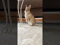 【子うさぎの尻もち】おしり重くてこてんっ shorts うさぎ bunny rabbit ネザーランドドワーフ 子うさぎ 尻もち