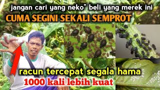 Bantai segala hama Racun kilat pembasmi kutu ll obat kuning keriting daun cabe1l