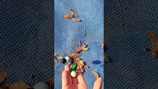 ASMR Reverse Marbles vs Blue Colour Autumn Leaves