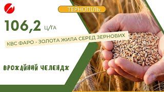 🌾 КВС ФАРО: 106,2 ц/га – найкращий результат зернових у Тернопільському регіоні!  Челендж 2024