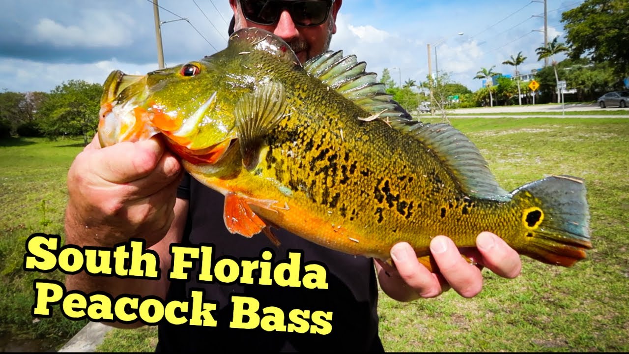 Fishing For BIG PEACOCK Bass With LIVE BAIT! ( Her First! ) - YouTube