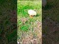 Wow Cutie Hen Baby funny video || murgi ke bacche | Chicken chicks playing #viral #shorts