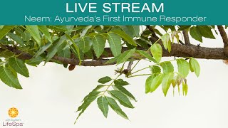 Neem: Ayurveda's First Immune Responder