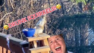 Drunk Squirrel Compilation *Too Funny!