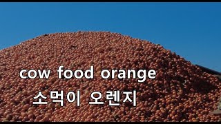 오렌지를 여물로 주는 목장. dairy farm. CA.