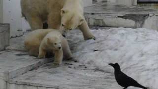 ダメ！（札幌円山動物園、ホッキョクグマの赤ちゃん）