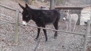 Clever Donkey Finds Smarter Way to Get to Other Side of Fence