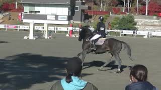 令和２年度　全日本学生馬術大会2020　第63回全日本学生賞典総合馬術競技大会　余力審査　四年　大川翔吾　アドマイヤデライト