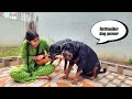 My dog's are trying to irritat anshu || the rott best video | funny dog video #dog #video #trending
