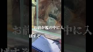 オランウータンに絵を見せてみた 動物の反応　#shorts