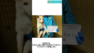 広島県内動物愛護センターからの引き出し〜ピースワンコ・ジャパン〜