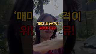 매미의 필살기를 아시나요?#shorts