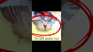 PLUH car (silly cat) #sillycat #silly #cat #catshorts #cats #eating #pluh