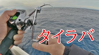 タイラバ　今年は何匹のマダイと会えるだろう。fishing ASMR