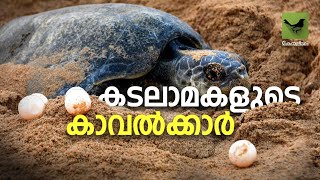 കടലാമകളുടെ കാവൽക്കാർ | Protecting Sea Turtles | Keraleeyam Web