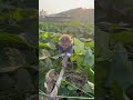 the obedient monkey valii knows how to pick vegetables for his father.