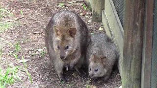 クオッカ親子「ビビ＆チャチャ」①(埼玉県こども動物自然公園）Baby Quokka