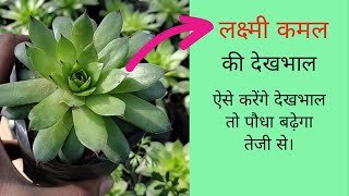 लक्ष्मी कमल की सही और पूरी देखभाल, पौधा बढ़ेगा तेजी से। Lakshmi Kamal Plant Care In Hindi.