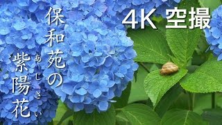 【絶景茨城】保和苑の紫陽花（あじさい）［4K］茨城県水戸市 ￼｜VISIT IBARAKI,JAPAN