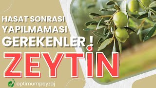 ZEYTİN HASADI SONRASI YAPILMAMASI GEREKENLER ! ZEYTİNDE HASAT SONRASI NE YAPMALIYIM?