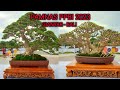 INILAH DUA TERBAIK PAMERAN BONSAI NASIONAL PAMNAS PPBI GIANYAR 2023 #BALI