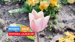 🌷[4K] [2023] Simfonia lalelelor Pitesti 2023 - Au înflorit lalelele în Parcul Lunca Argeșului !