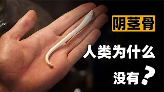 什么是“阴茎骨”？百万年前人类曾拥有！现在算进化还是退化了？