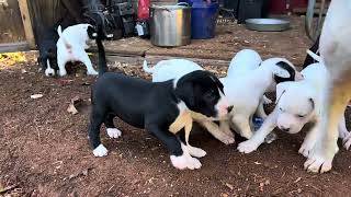 BullHerder pups 4 weeks old #belgianmalinois #americanbulldog #bitework #workingdogs