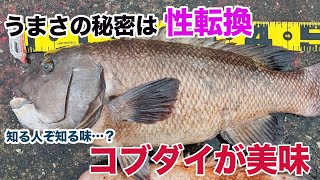 「メスからオスに変わる寸前」が美味しいTS魚「コブダイ」を食べる。