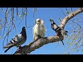 Los Corellas de pico largo Campbelltown Australia