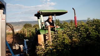 The Amazing Raspberry Harvester