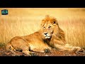 top 10 largest deserts in the world wildlife of deserts