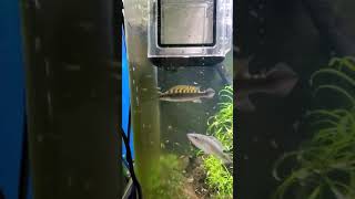 Crenichila Regani Tapajos with fry day 10