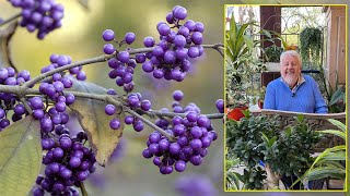 CANDY SHRUB (CALLICARPA), A TOUCH OF ORIGINALITY FOR WINTER Le Quotidien du Jardin N°470