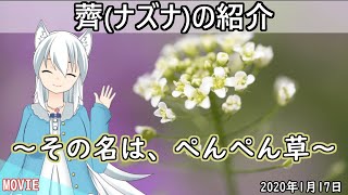 【日刊動画】 薺(ナズナ)の紹介～その名は、ぺんぺん草～【2020年1月17日】