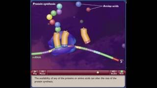 Control of Gene Expression in Eukaryotes